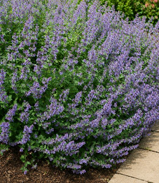 Nepeta x faassenii 'Grol'